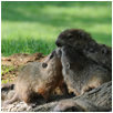 groundhog10