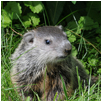 groundhog13
