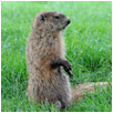 groundhog2