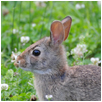 rabbit4